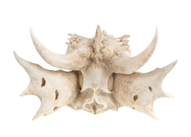 Dragon Skull (Medium) - JP's Horror