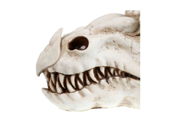dragon skull front view