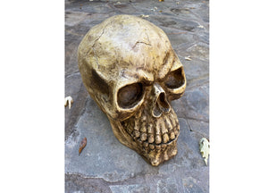 Oversized Skull 2 - JPs Horror Collection