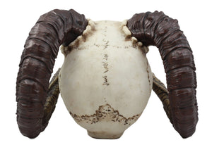 Ram Horned Skull