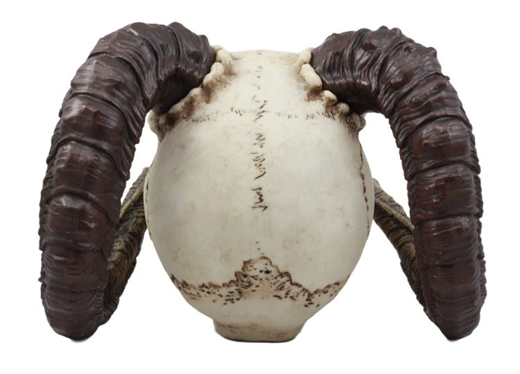 Ram Horned Skull - JP's Horror